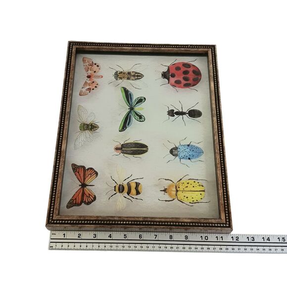 Bug Collection Framed Wall Art Print Butterflies & Insects Kirklands 15" X 11.5" - Picture 8 of 16